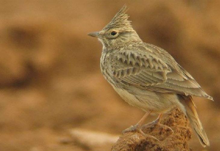 El tesoro ornitologico de la Estepa belchitana